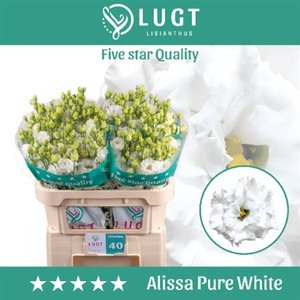 Eust G Alissa Pure White Lugt