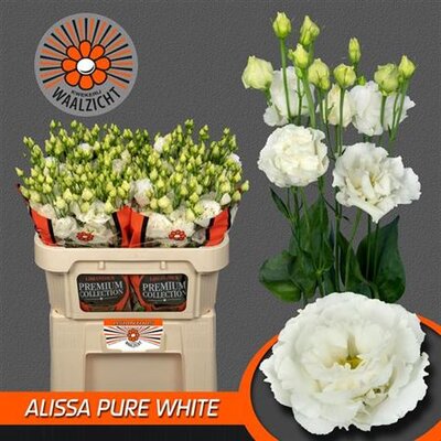 Eust G Alissa Pure White Waalzicht