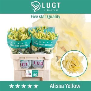 Eust G Alissa Yellow Lugt