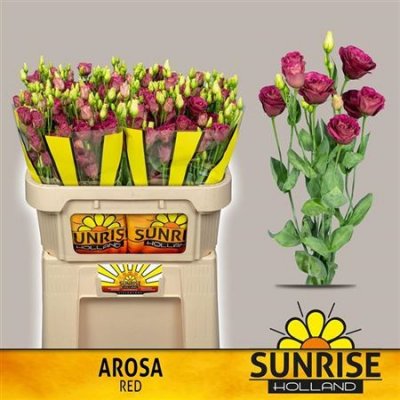 Eust G Arosa Red Sunrise