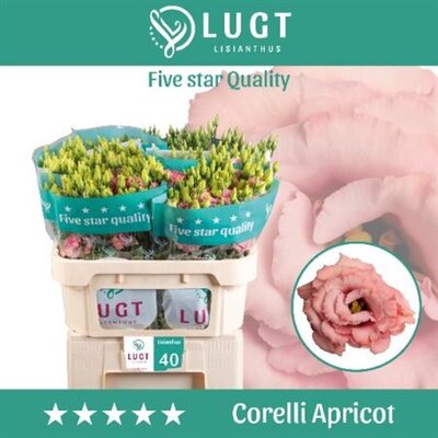 Eust G Corelli Apricot