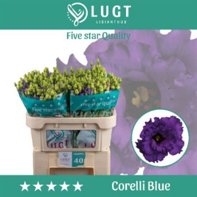 Eust G Corelli Blue Lugt