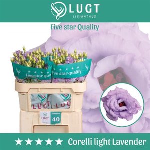 Eust G Corelli Lavender Lugt