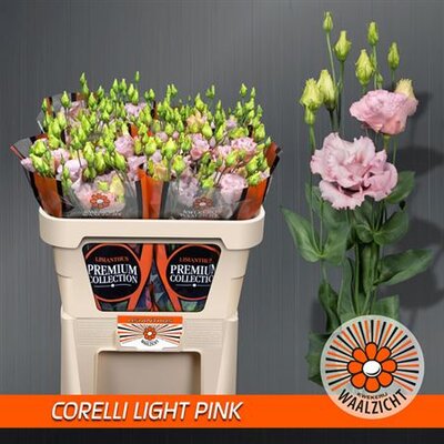 Eust G Corelli Light Pink Waalzicht