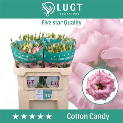 Eust G Cotton Candy