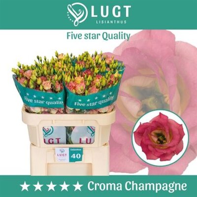 Eust G Croma Champagne