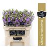 Eust G Croma Lavender