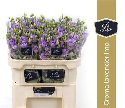 Eust G Croma Lavender