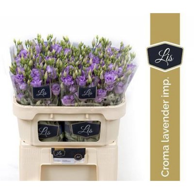 Eust G Croma Lavender