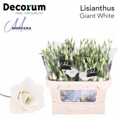 Eust G Giant White