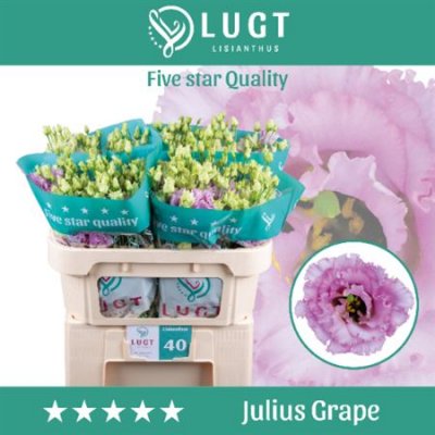 Eust G Julius Grape Lugt