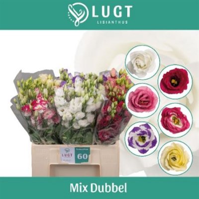 Eust G Mix 65cm Lugt