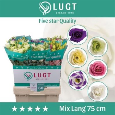 Eust G Mix 70cm Lugt