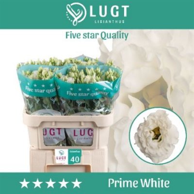 Eust G Prime White