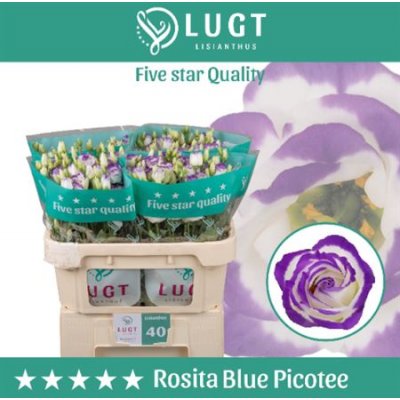 Eust G Rosita Blue Picotee