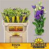 Eust G Rosita Blue Sunrise