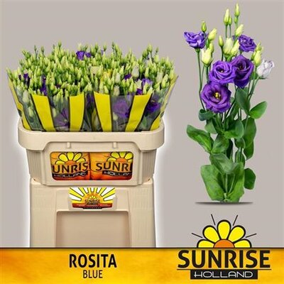 Eust G Rosita Blue Sunrise