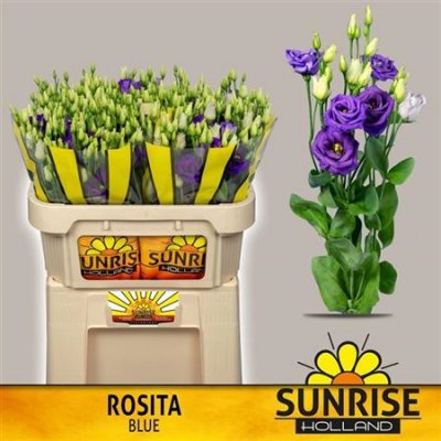 Eust G Rosita Blue Sunrise