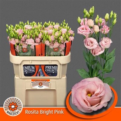 Eust G Rosita Bright Pink *new*