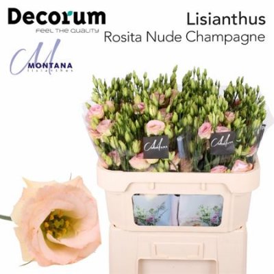 Eust G Rosita Nude Champagne