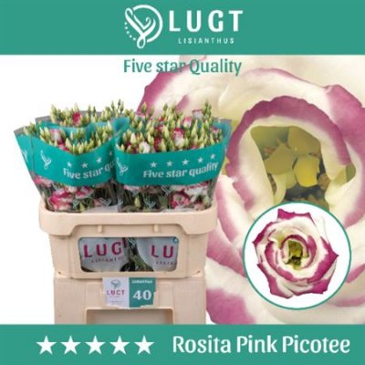 Eust G Rosita Pink Picotee