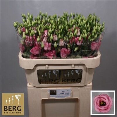 Eust G Rosita Rose Pink