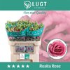 Eust G Rosita Rose Pink Ex