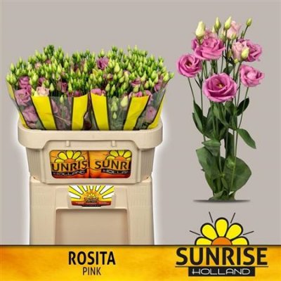 Eust G Rosita Rose Pink Sunrise