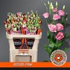 Eust G Rosita Rose Pink Waalzicht