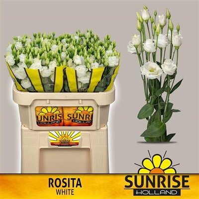 Eust G Rosita White Sunrise