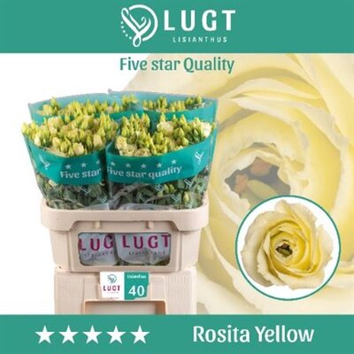 Eust G Rosita Yellow