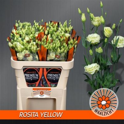 Eust G Rosita Yellow Waalzicht