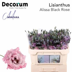 Eustoma Dyed Alissa Black Rose