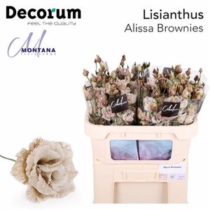 Eustoma Dyed Alissa Brownies