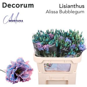 Eustoma Dyed Alissa Bubblegum