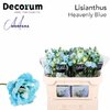 Eustoma Dyed Alissa Heavenly Blue