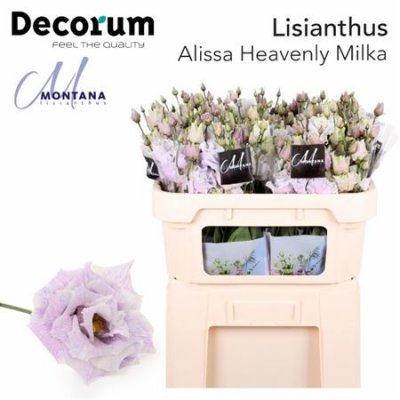 Eustoma Dyed Alissa Heavenly Milka