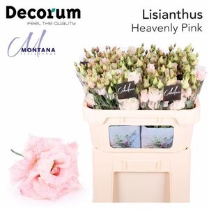 Eustoma Dyed Alissa Heavenly Pink