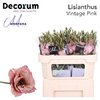 Eustoma Dyed Alissa Vintage Pink