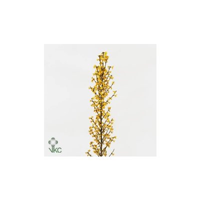 Forsythia Stem