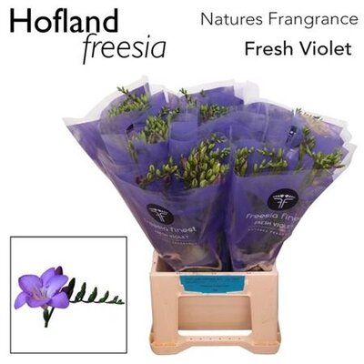 Fr En Finest Fresh Violet