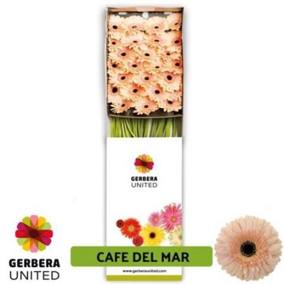 Ge Gr Box Cafe Del Mar