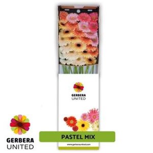 Ge Gr  Box  Mix Pastel