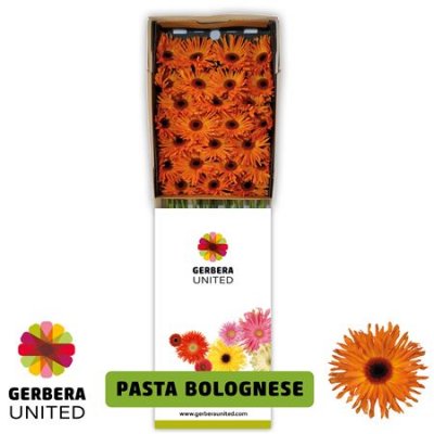 Ge Gr Box Pasta Bolognese