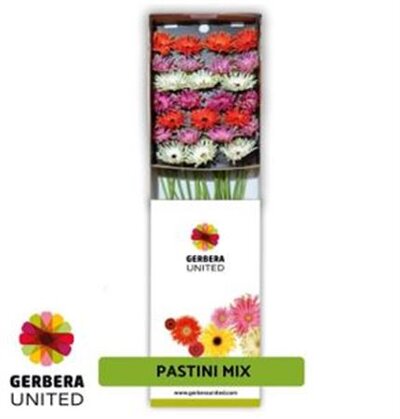 Ge Gr Box Pastini Mix On Row
