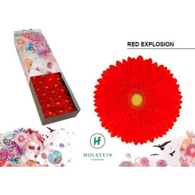 Ge Gr Box Red Explosion