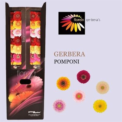 Ge Mi Aquabox Pomponi Mix *184