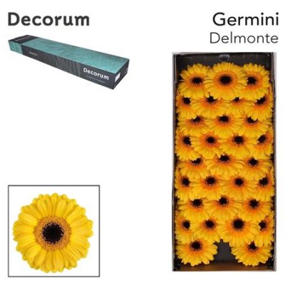 Ge Mi Box Delmonte Decorum