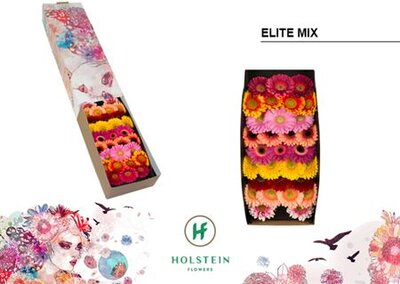 Ge Mi Box Mix Elite Holstein