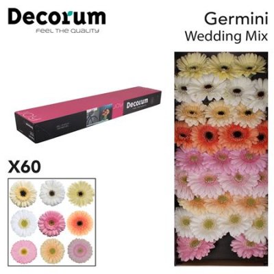 Ge Mi Box Mix Wedding Decorum